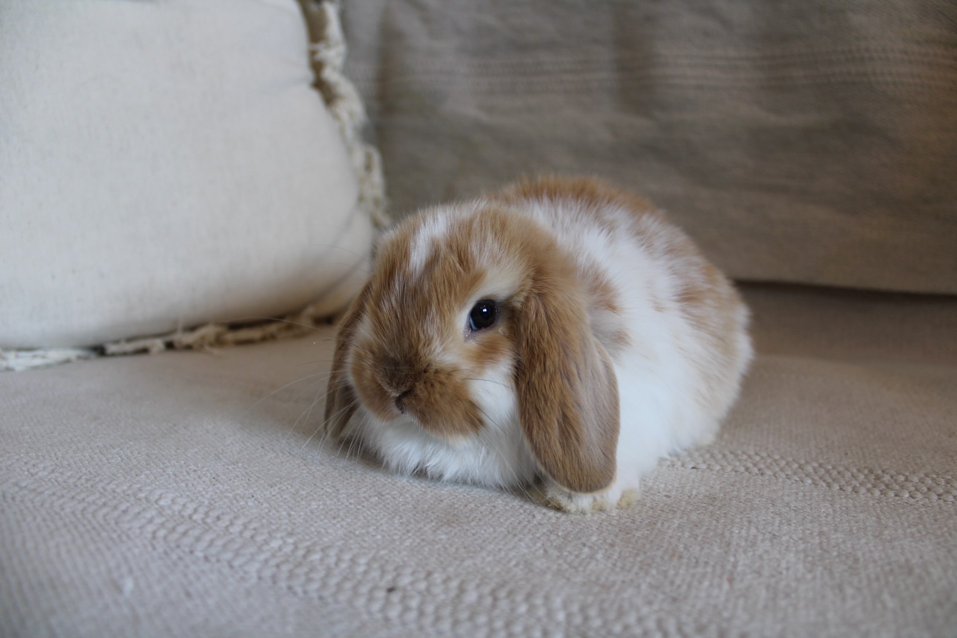 Broken orange rabbit