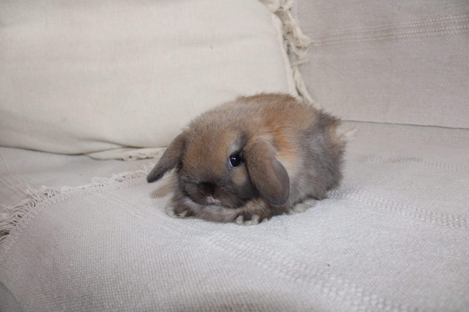 Black tort bunny