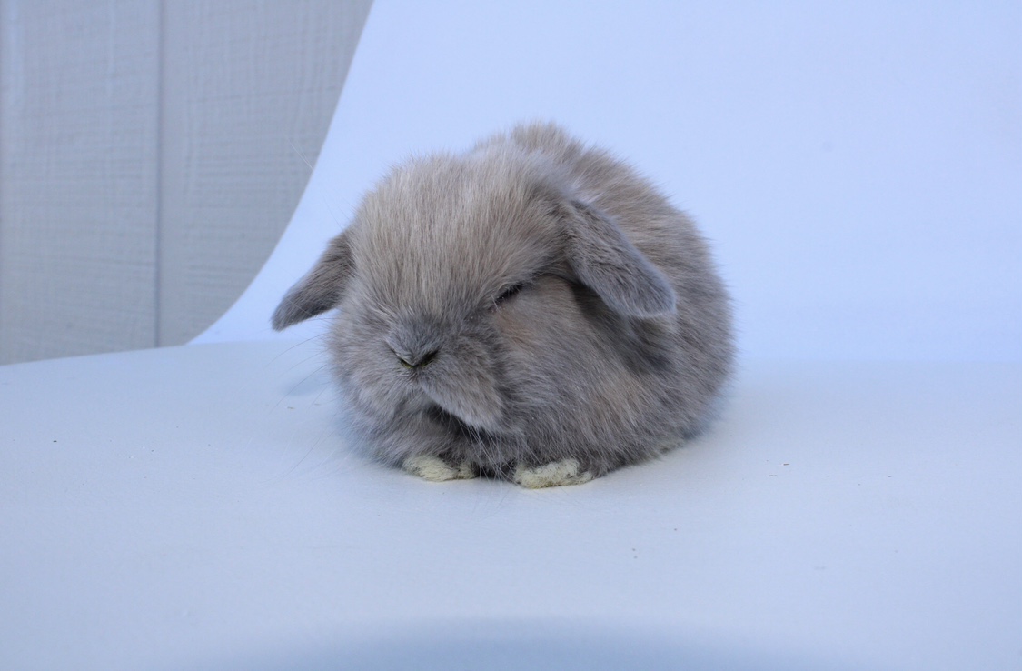 White eared rabbit