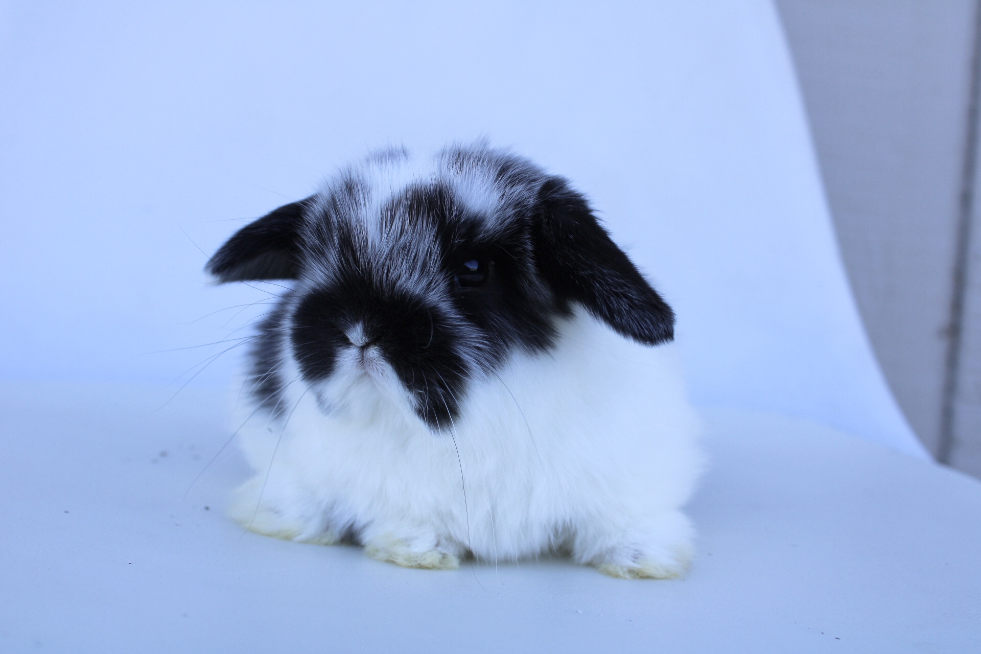 White eared rabbit