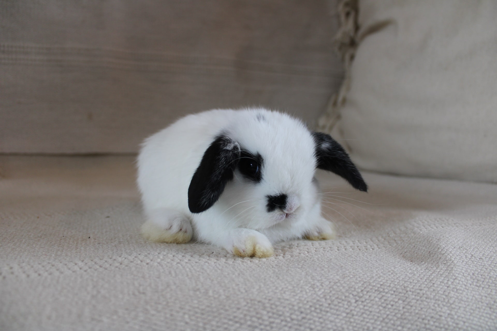 White eared rabbit