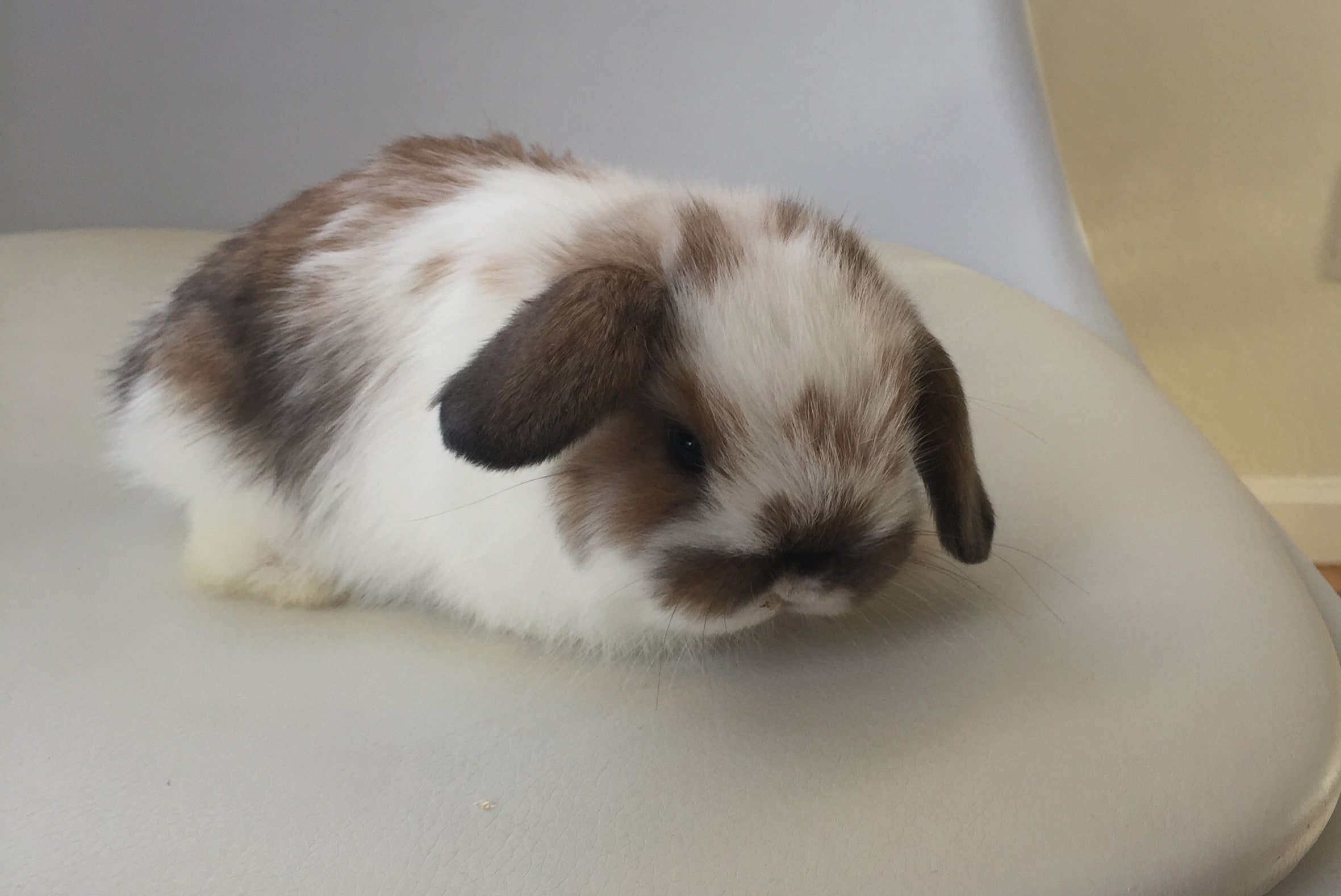 Broken black tort color bunny