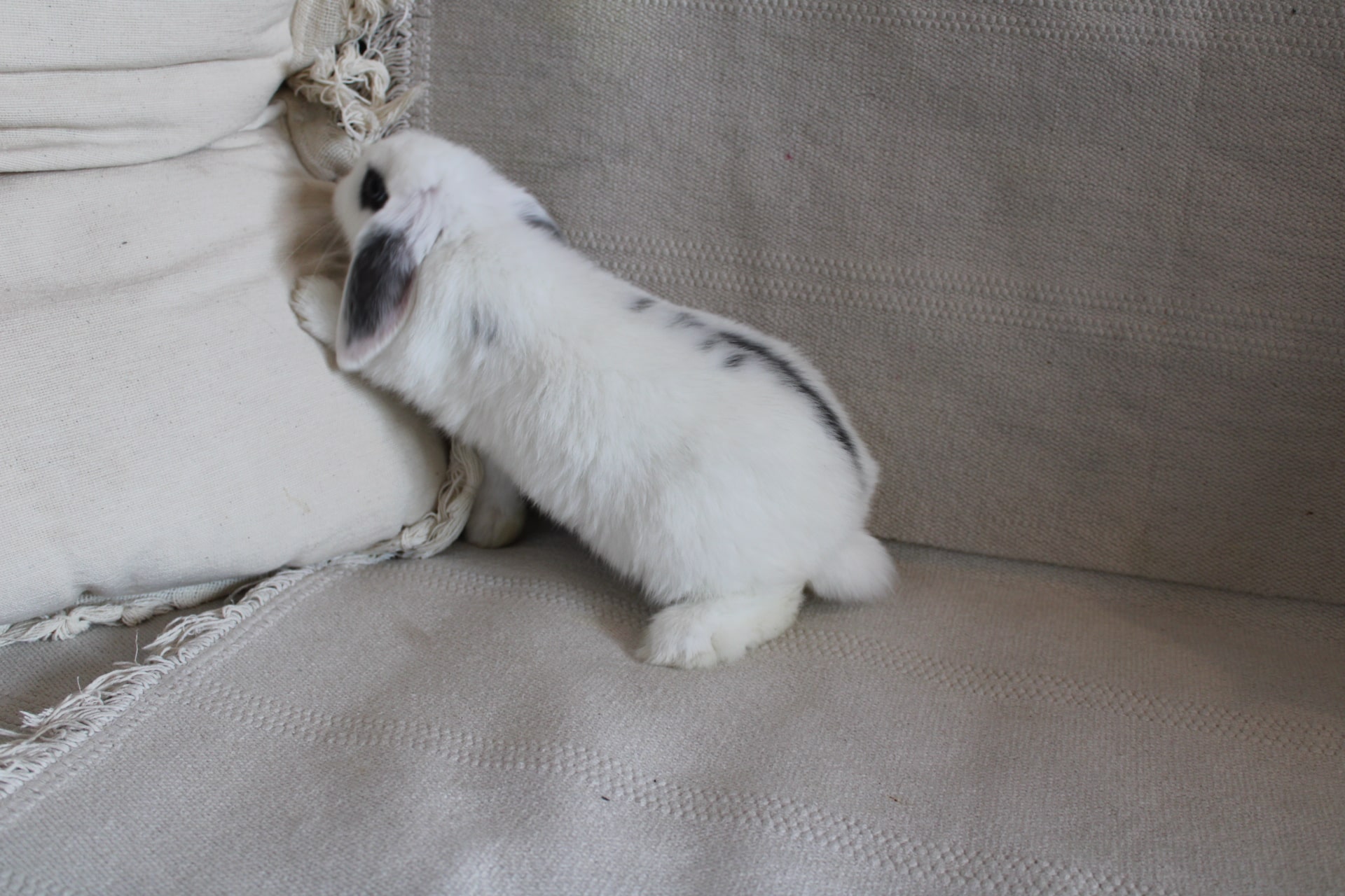 Broken blue charlie rabbit
