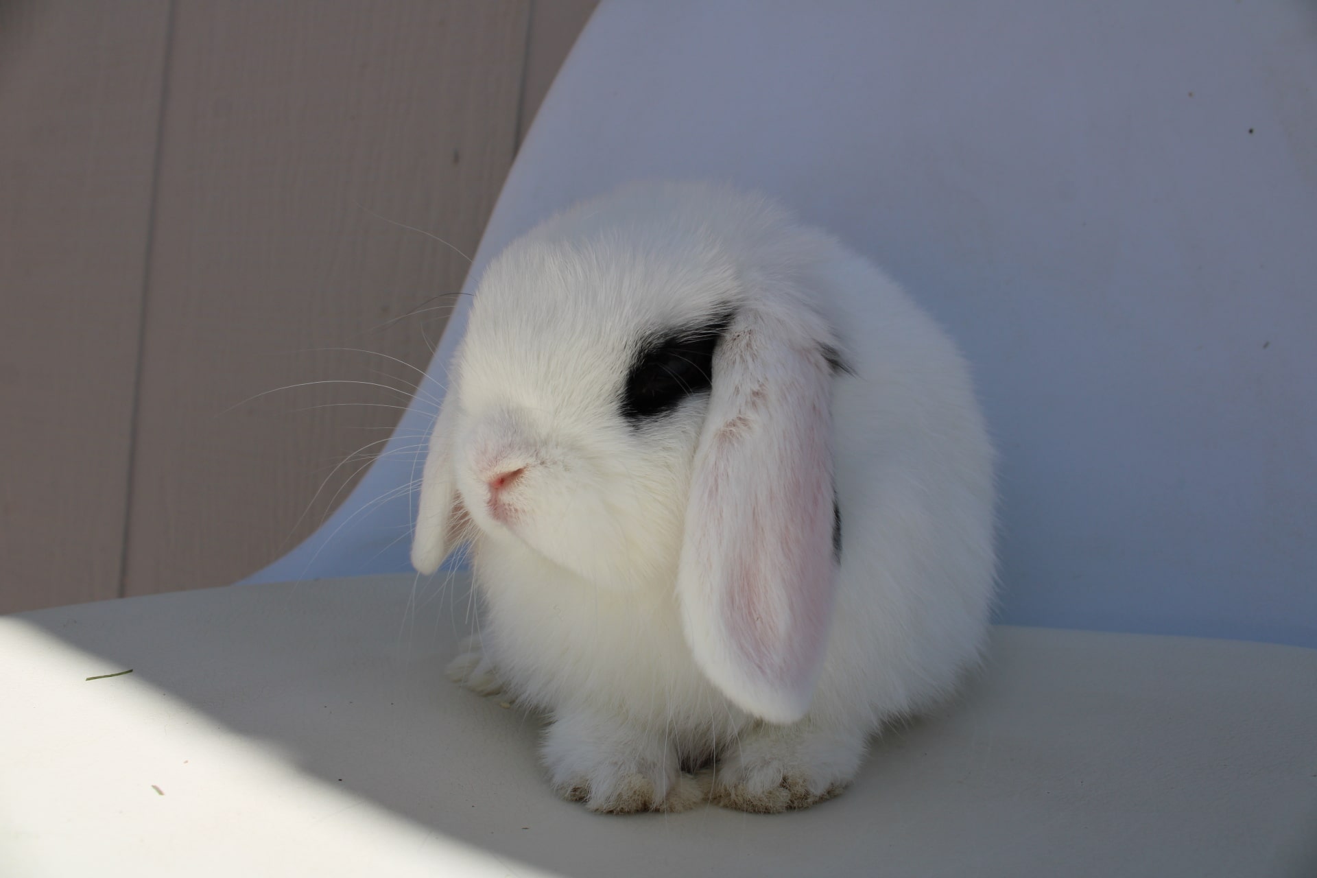 Broken blue charlie rabbit coloration