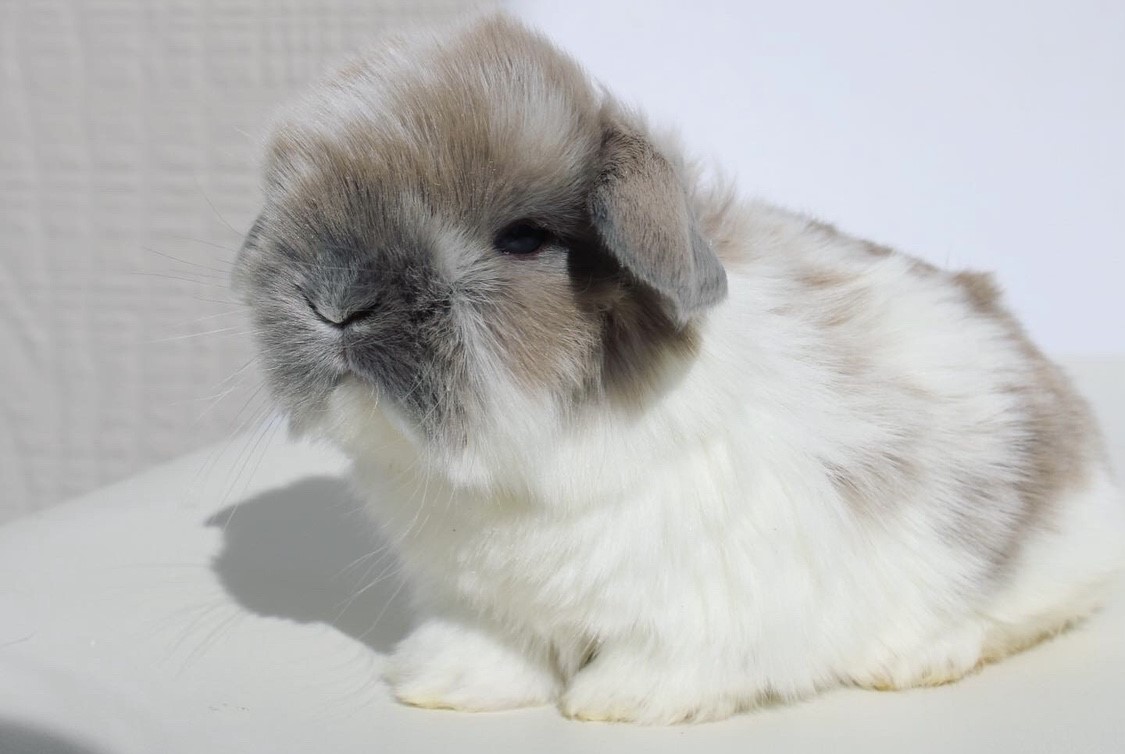 White eared rabbit