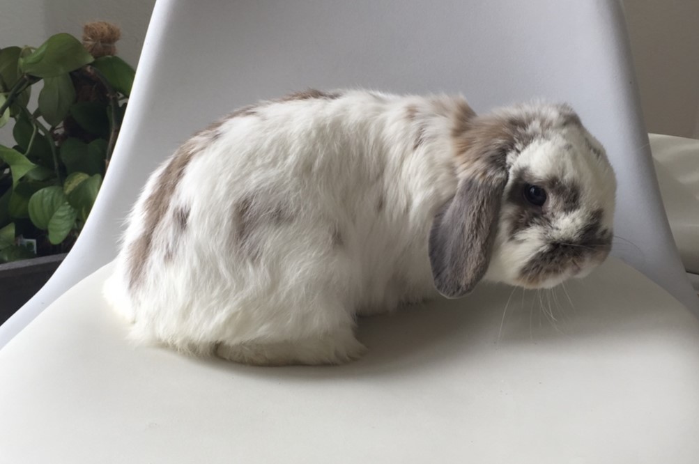 White eared lop rabbit