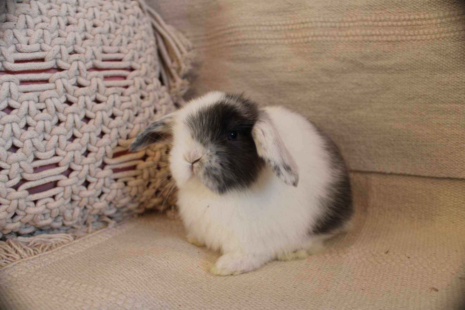 magpie rabbit