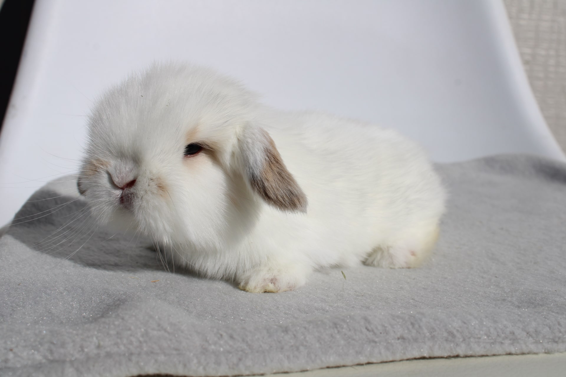 Orange charlie rabbit