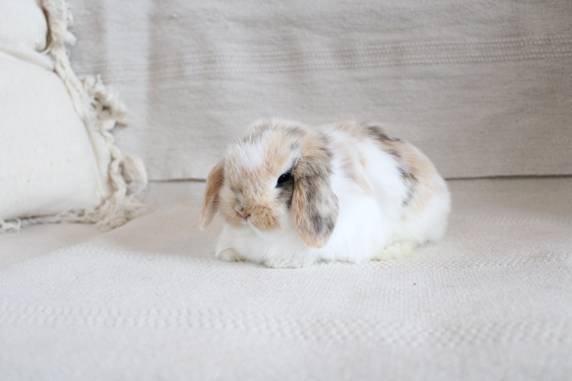 White eared rabbit