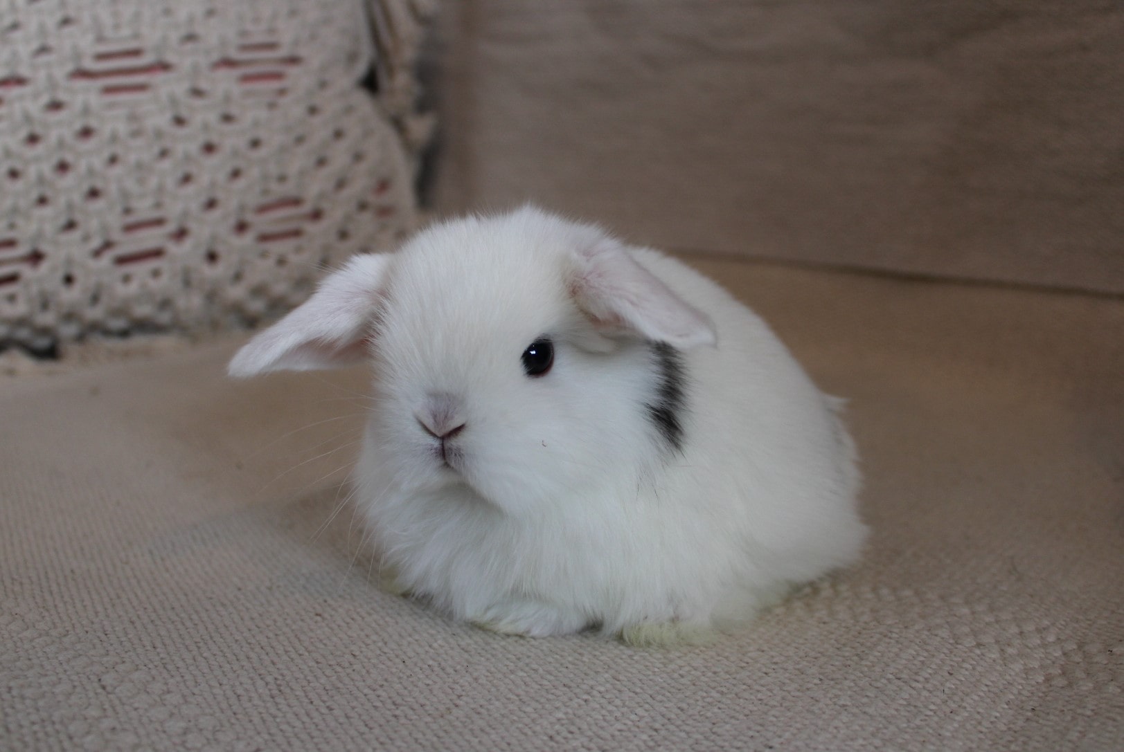 White eared rabbit