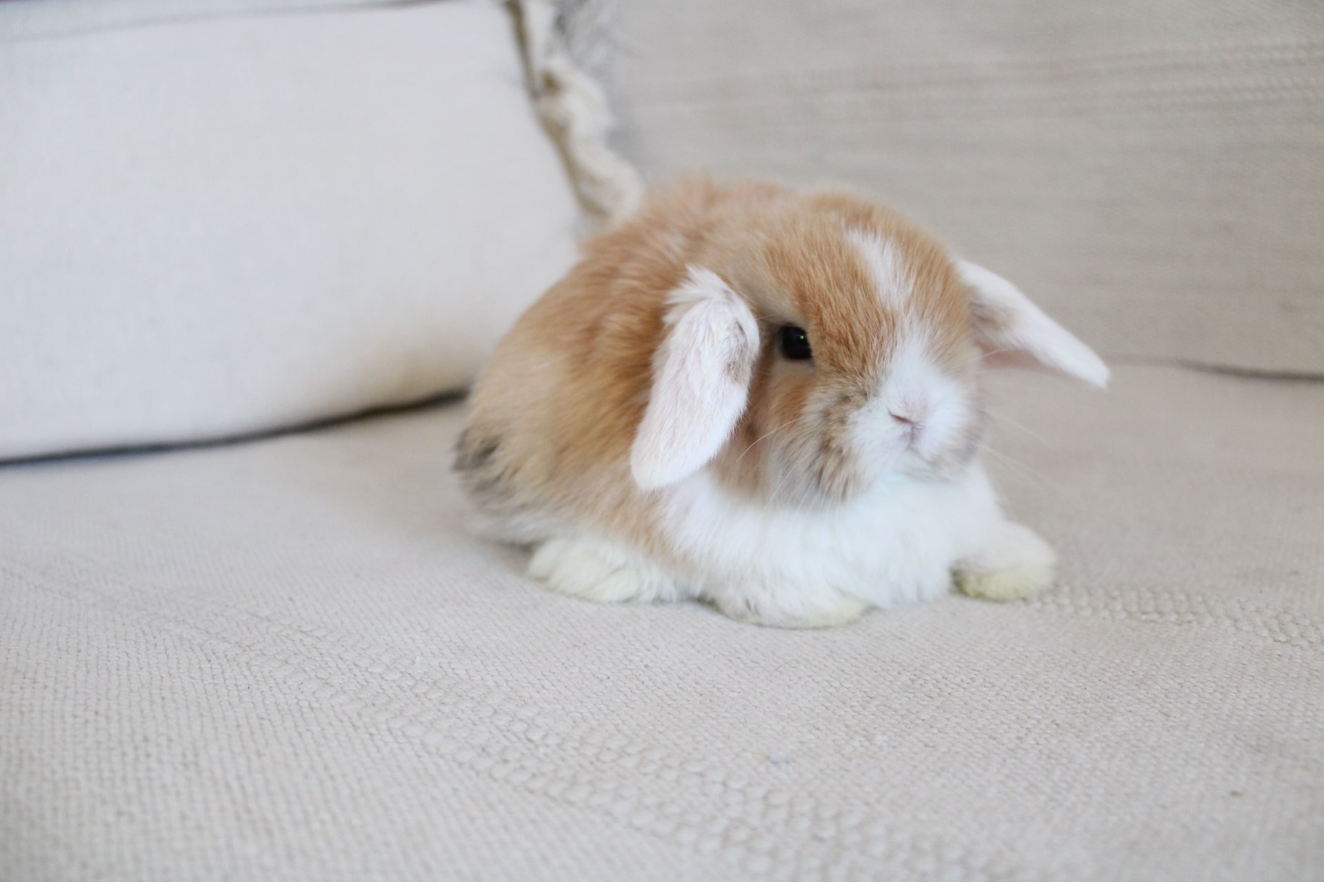White eared rabbit