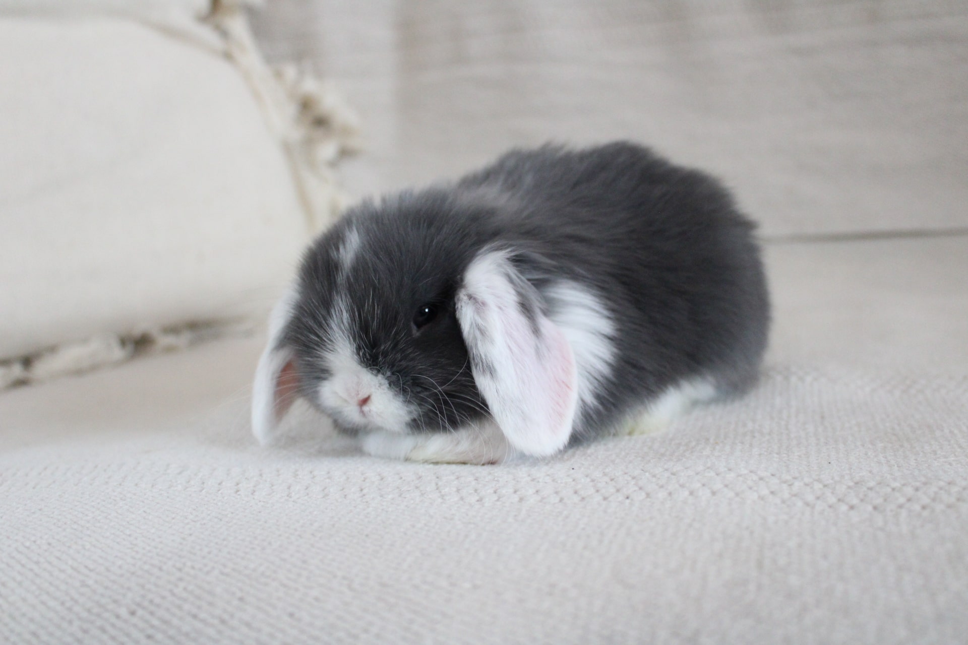 White eared lop rabbit